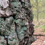 Leprocaulon inexpectatum